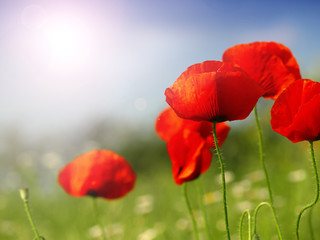 Obraz premium red poppy and wild flowers