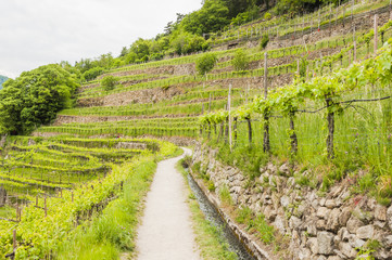 Algund, Algunder Waalweg, Waalweg, Wanderweg, Weinberg, Vinschgau, Weinpergola, Südtirol, Italien, Frühling, 