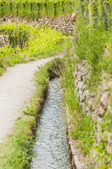 Algund, Algunder Waalweg, Waalweg, Vinschgau, Wanderweg, Spazierweg, Wasserversorgung, Weinberg, Weinbauer, Südtirol, Italien, Frühling