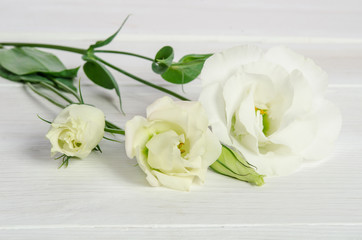 Beautiful  eustoma flowers on white wooden background