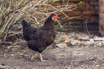 Chicken walking in the yard
