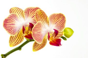 Naklejka premium orchids, orchids