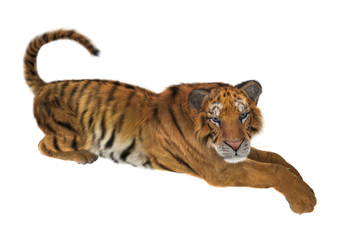 Fototapeta na wymiar 3D Rendering Tiger on White