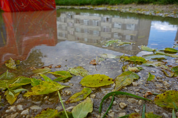 the leaves of the tree in the puddle of water and reflection