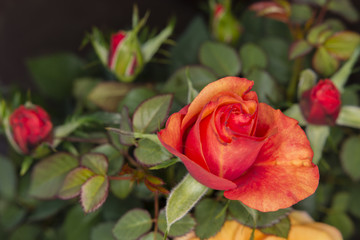 red rose flower with a dark background