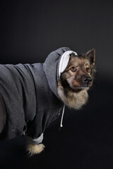 cooler Hund mit Kapuzenshirt Hoodie Wolfsspitz