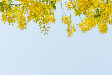 Coon flower National tree of Thailand.