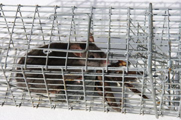 Le petit rat pris au piège
