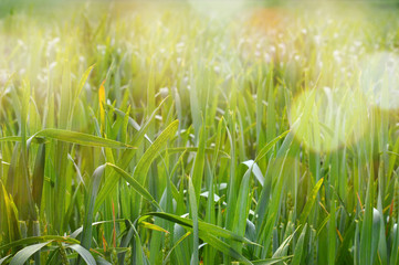 Green grassy meadow