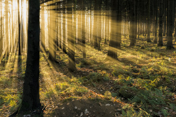 Wald  mit Sonnenstrahlen