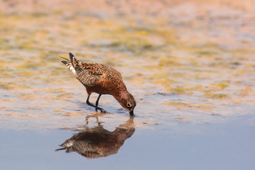 piovanello (Calidris ferruginea) riflesso nell'acqua