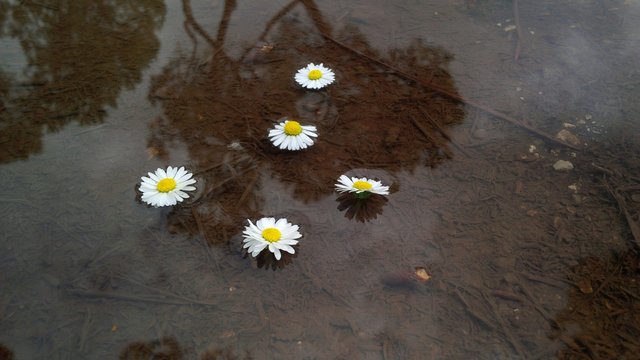 margherite che galleggiano