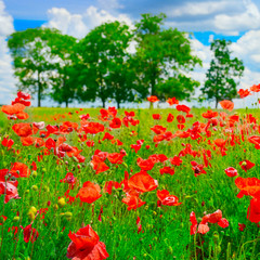 red poppies on green field