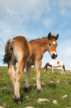 Portrait of beautiful baby foal looking the camera