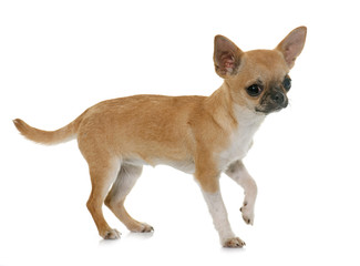 puppy chihuahua in studio