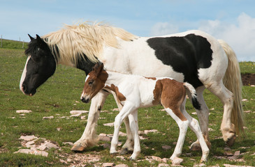 Young mare walking with baby foal