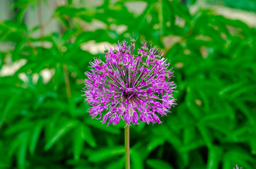 Allium Globemaster