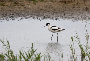 Pied Avocet.(Recurvirostra avosetta)