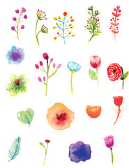 Botanical Flowers and Foliage watercolor on the white background,vector file 