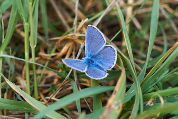 macro of blue butterfly