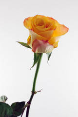 Close-up single orange rose stem and flower