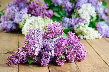 Bunches of flowering purple and white lilac