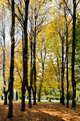 Naklejka premium Autumn colours in Parco di Monza Italy