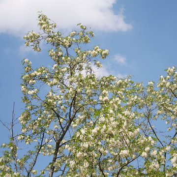 fiori bianchi di Robinia pseudoacacia.  albero in primavera