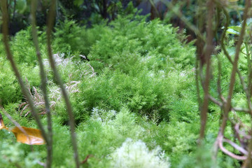 Depth of field on green dill vegetable.