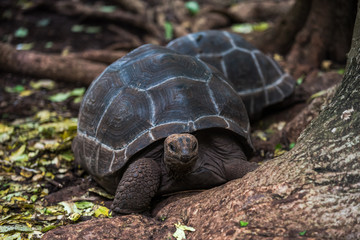 Giant tortoise on tropical island