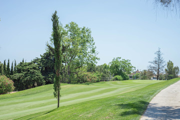 Golf course road and tree