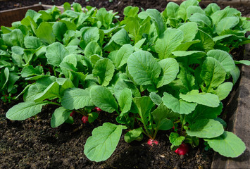 Obraz premium the young radishes