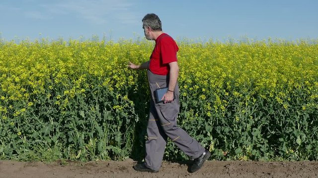 Farmer examine blooming canola field, using tablet, rapeseed plant