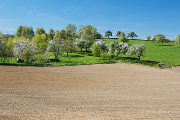 Typical Hesbaiean landscape with rolling hills, fruit trees and fields