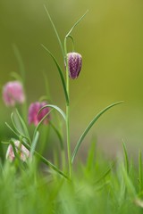 Gruppe von Schachblumen  / Group of Fritillaria meleagris