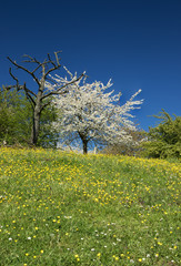 Fototapeta premium Dead and blossoming pear tree on a hill crest