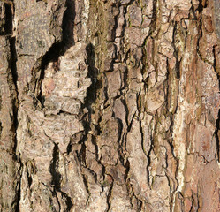 alte Rinde, Baum