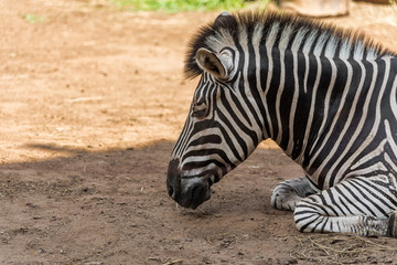 Fototapeta na wymiar Close up head shot of Afican sleeping zebra in the zoo.