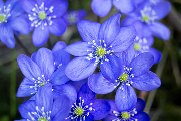 Blue hepaticas on a dark background