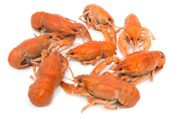 Boiled crawfish on a white background