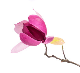 Pink magnolia flowers isolated on white background