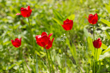 Fototapeta na wymiar Bright red tulip