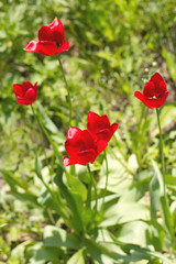 Fototapeta premium Jasnoczerwony tulipan