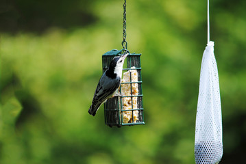 White-breasted Nuthatch on a Suet Feeder