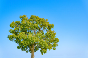 Obraz premium 青空と木