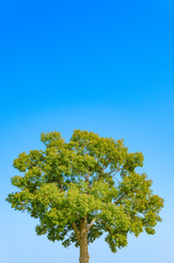 青空と木