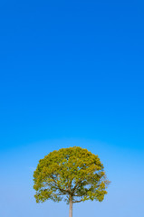 Obraz premium 青空と木