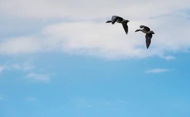 Zwei Graugänse (Anser anser) im Flug, Elbetal,  Deutschland