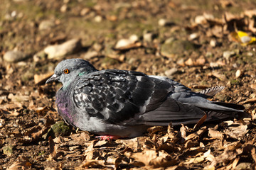 Pigeon sitting on the ground Parco di Monza Italy
