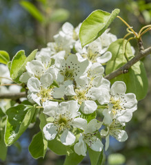 apple blossoms